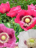 50 seeds Heirloom Pepperbox Breadseed Poppies mix seeds bulk