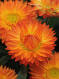 50+ Orange Strawflowers Helichrysum Flower Seeds- Annual Flower-B217-Xerochrysum Bracteatum flower spore