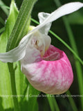 Showy Lady Slipper Orchid Seeds | Rare Pink White Flower flower seeds