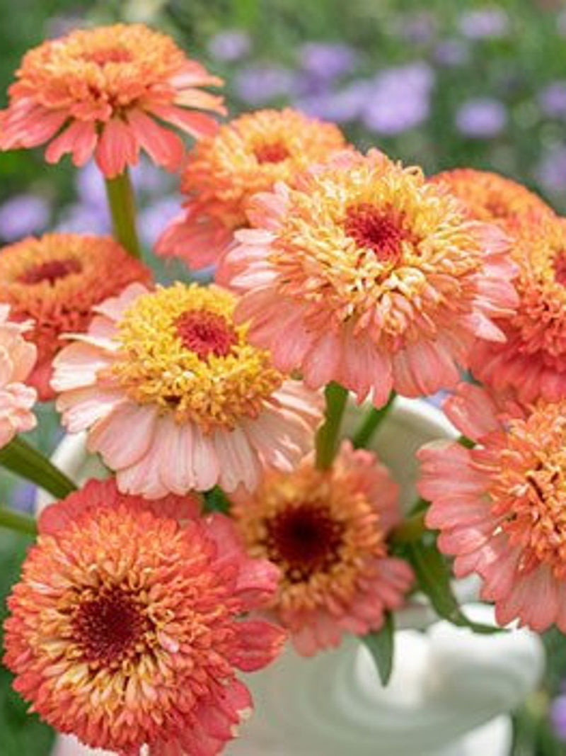20 seeds Lovely Zinnia ÒZinderella peachÓ Seeds seeds bulk