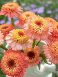20 seeds Lovely Zinnia ÒZinderella peachÓ Seeds seeds bulk