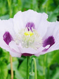 50 +seeds Giant white purple poppies Papaver somniferum seeds bulk