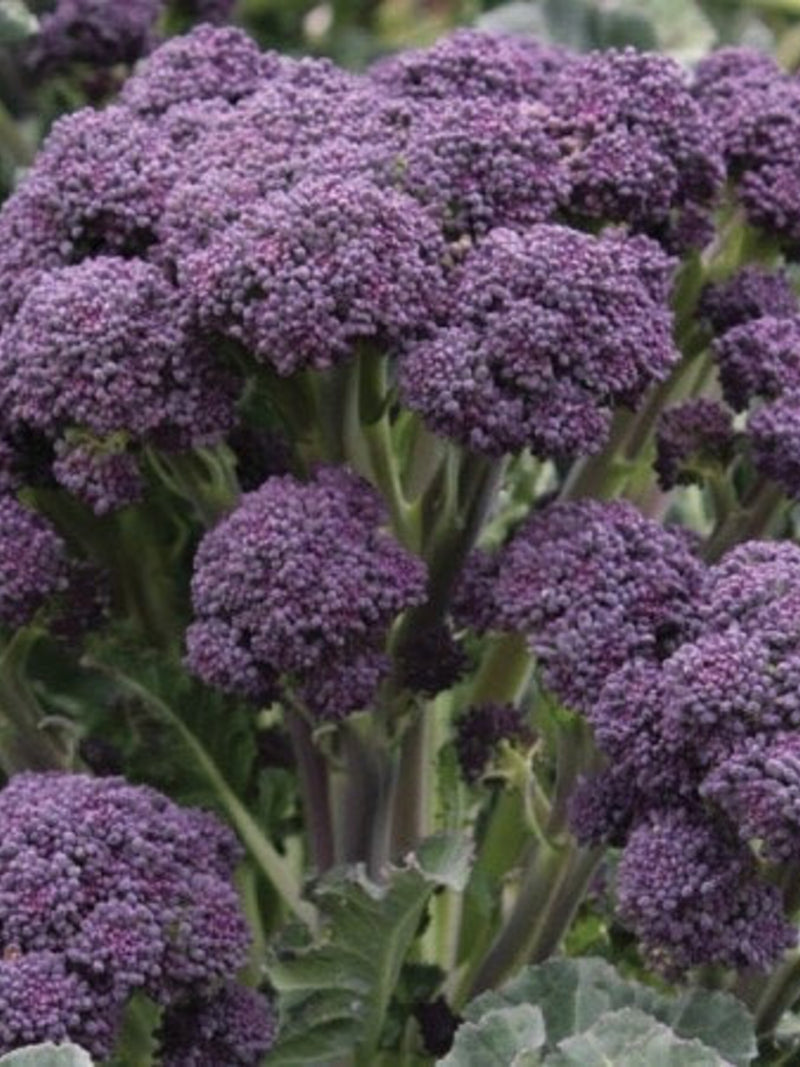Edible Purple Broccoli Vegetable 10 seeds flower spore