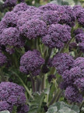 Edible Purple Broccoli Vegetable 10 seeds flower spore