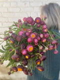 50 +seeds Unique  Strawflower Seed -  Copper Red seeds bulk