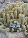 Mexican Lady Finger Cactus 10 Seeds seeds bulk