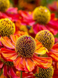 25 seeds Sneezeweed Autumnale Perennial seeds bulk