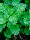 200 Seeds-Organic Spearmint Herb Seeds-Strong Aroma-Mentha Spicata -J020-Excellent Perennial-Highly Beneficial! seeds bulk