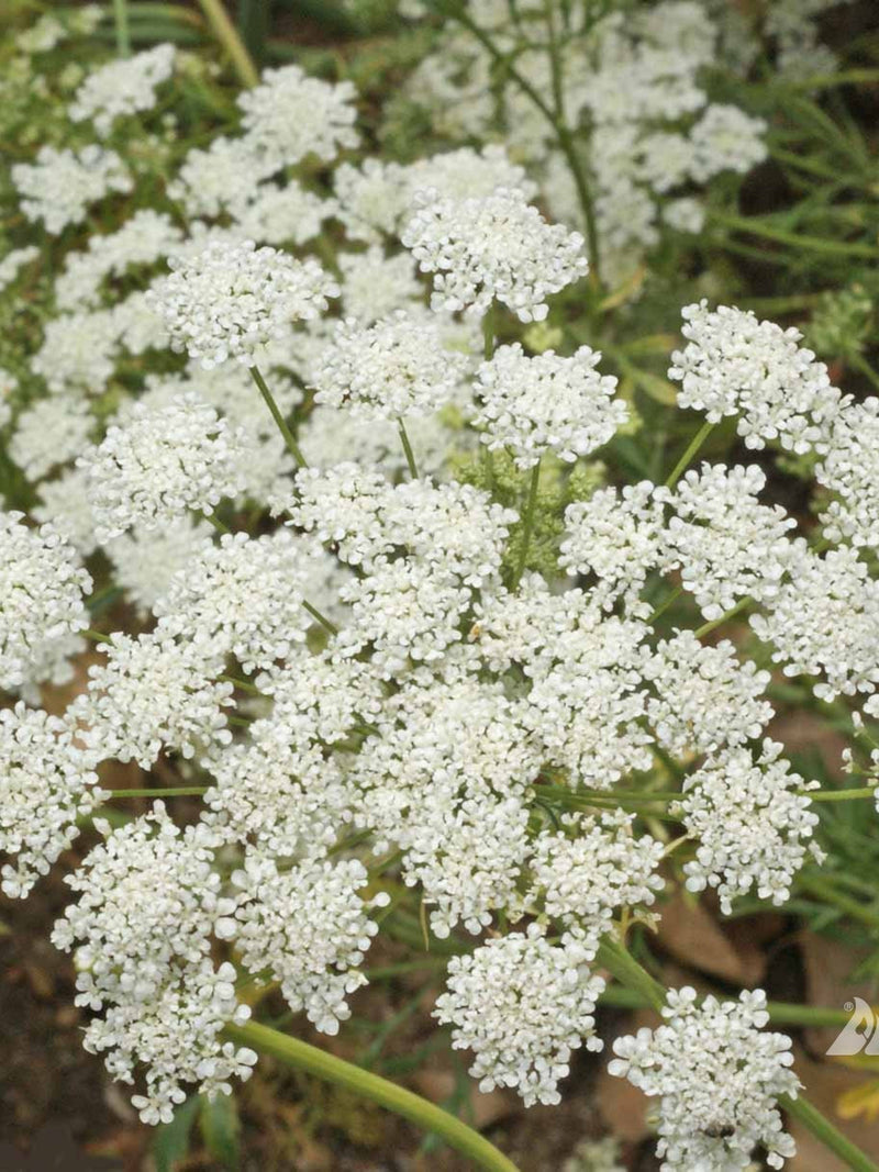 200 Seeds-Bishop's Flower Seeds--Amni Majus---PV228-Queen Anne's Lace flower spore