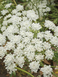 200 Seeds-Bishop's Flower Seeds--Amni Majus---PV228-Queen Anne's Lace flower spore