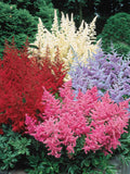 50 Seeds-Astilbe Arendsii Flower Seeds-Astilbe Arendsii Bunter-Excellent Shade Perennial-PV768--False Goat's Beard flower seeds