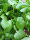 200 Seeds-- Watercress Seeds -Z019- Nasturtium Officinale -All year round Perennial flower spore