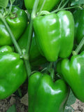 50 Seeds-Early Calwonder Bell Pepper Seeds--Capsicum Annuum- Non GMO-Sweet and  and Mild Flavored Pepper--Green Pepper-Z042 flower spore