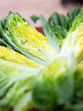 200 Seeds- Organic Little Gem Romaine  Lettuce Seeds - Z059- (Non GMO) flower spore