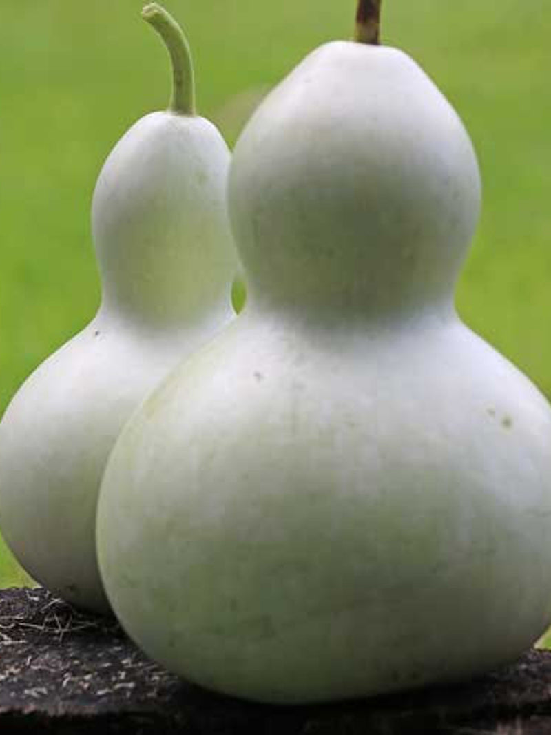 10 Seeds- Ornamental Birdhouse Gourd Seeds-Calabash Gourd-Trumpet Gourd-Leganaria Sicerari-Z060 flower spore