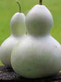 10 Seeds- Ornamental Birdhouse Gourd Seeds-Calabash Gourd-Trumpet Gourd-Leganaria Sicerari-Z060 flower spore