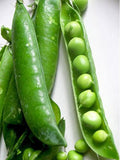 25 Seeds-Organic Little Marvel Peasl- Z086-PISUM SATIVUM -Non GMO-Heirloom Variety flower spore