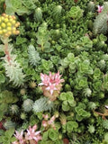 100 Seeds-Sedum Roof Garden Mix  Seeds-- Drought Tolerant - Excellent Perennial-Q087 seeds bulk
