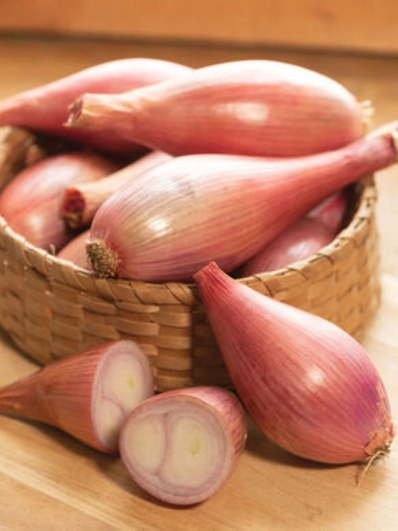 Heirloom Creme Brulee Shallot seeds - Sweet/Delicious - Grown/Harvested in USA !! Unique ! Specialty ! seeds bulk