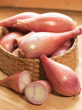 Heirloom Creme Brulee Shallot seeds - Sweet/Delicious - Grown/Harvested in USA !! Unique ! Specialty ! seeds bulk