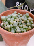 Baby Toes, 20 Seeds, Succulent Seeds seeds bulk