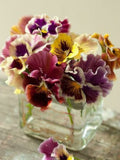 30 seeds Pansy Giant  ÒCan Can Ò mix - Viola Hybrida seeds bulk