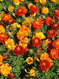 100+ French Marigold Mix Flower Seeds-Tagetes Patula-Beautiful for Home and Garden---B642 flower seeds