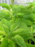 Free Shipping 2,500+ Organic Amaranth Seeds Non-GMO For Sprouting, Planting. Known As Thotakura Yin Cho Callaloo Ramdana Keerai Rajgara Bulk seeds bulk