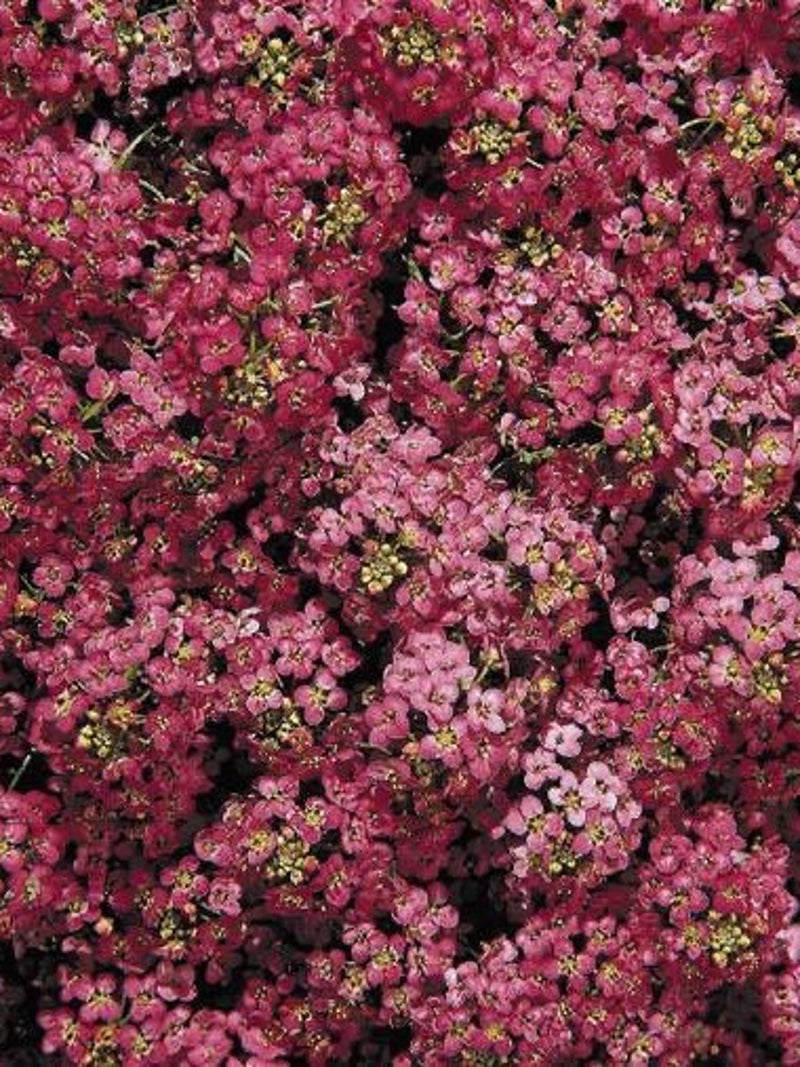 50+ seeds lovely Unique Rose Alyssum Seeds flower seeds