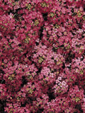 50+ seeds lovely Unique Rose Alyssum Seeds flower seeds