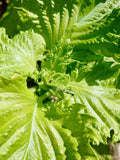 Green Shiso Seeds - Perilla Frutescens - Delicious, Aromatic, and Versatile seeds bulk