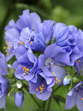 50 Seeds-Jacob's Ladder Flower Seeds-Excellent Perennial -PV127-POLEMONIUM CAERULEUM- Greek valerian flower spore