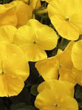 30 Seeds- Pansy Swiss Giant  Golden Yellow Flower Seeds- VIOLA WITTROCKIANA- Beautiful Pansy-PV209 flower seeds