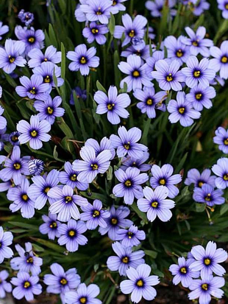 100 Seeds- Western Blue Eyed Grass Seeds-- SISYRINCHIUM BELLUM-Excellent  Ground Cover Annual-PV231 flower spore