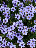 100 Seeds- Western Blue Eyed Grass Seeds-- SISYRINCHIUM BELLUM-Excellent  Ground Cover Annual-PV231 flower spore