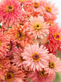 25 seeds lovely Senora Salmon pink Zinnias Seeds flower seeds