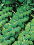 100 Seeds -Organic Brussels Sprout Vegetable Seeds-Z003- Sweet Brussel's Sprout Vegetable- Heirloom Variety-Brassica oleracea flower spore