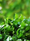 50 Seeds-Organic Coriander Culinary Herb Seeds-Z064-- CORIANDRUM SATIVUM flower spore
