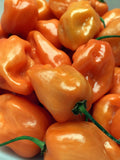30 Seeds- Habanero Hot Pepper Seeds-CAPSICUM CHINENSE-Z065 flower spore