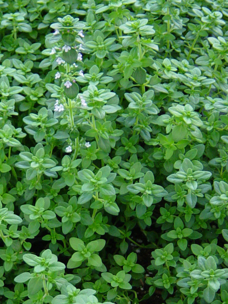 200 Seeds-Organic  Thyme Perennial Herb Seeds-Z068--Non GMO- THYMUS VULGARIS flower spore