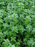 200 Seeds-Organic  Thyme Perennial Herb Seeds-Z068--Non GMO- THYMUS VULGARIS flower spore
