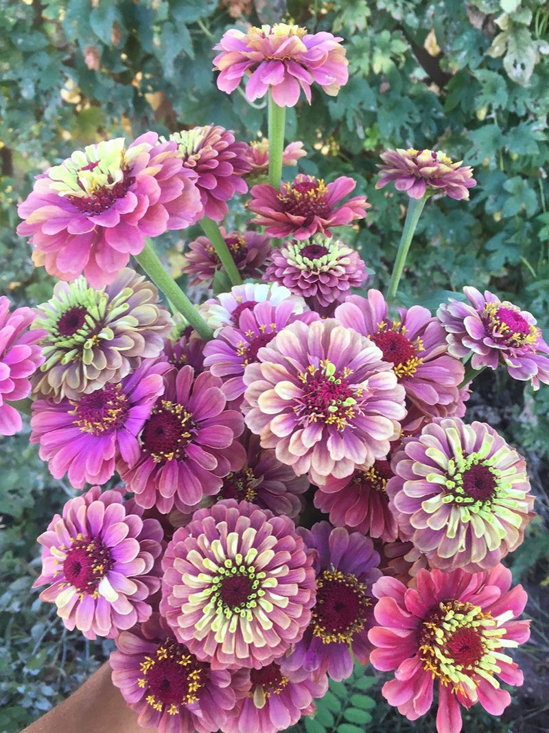 25 seeds lovely Queeny Red Lime Zinnias Seed seeds bulk