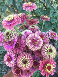 25 seeds lovely Queeny Red Lime Zinnias Seed seeds bulk