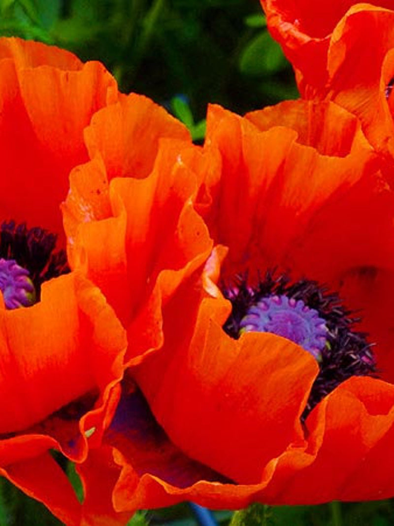 Oriental Poppy Giant Red  Seeds (Papaver orientale) Organic seeds bulk