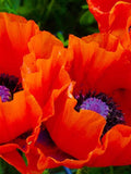 Oriental Poppy Giant Red  Seeds (Papaver orientale) Organic seeds bulk