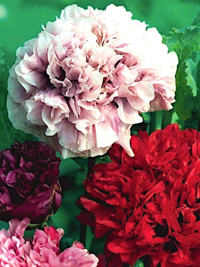 100 seeds Breadseed Peony Poppy mix seeds bulk