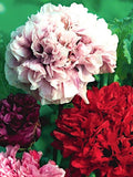 100 seeds Breadseed Peony Poppy mix seeds bulk