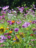 200+ Beautiful  Hummingbird and Butterfly Mix-B659-Mix of Annual, Perennial and Biennials-Attracts Hummingbirds! seeds bulk