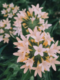 50 +seeds Unique  Large-Flowered Phlox, Apricot, pink mix flower seeds