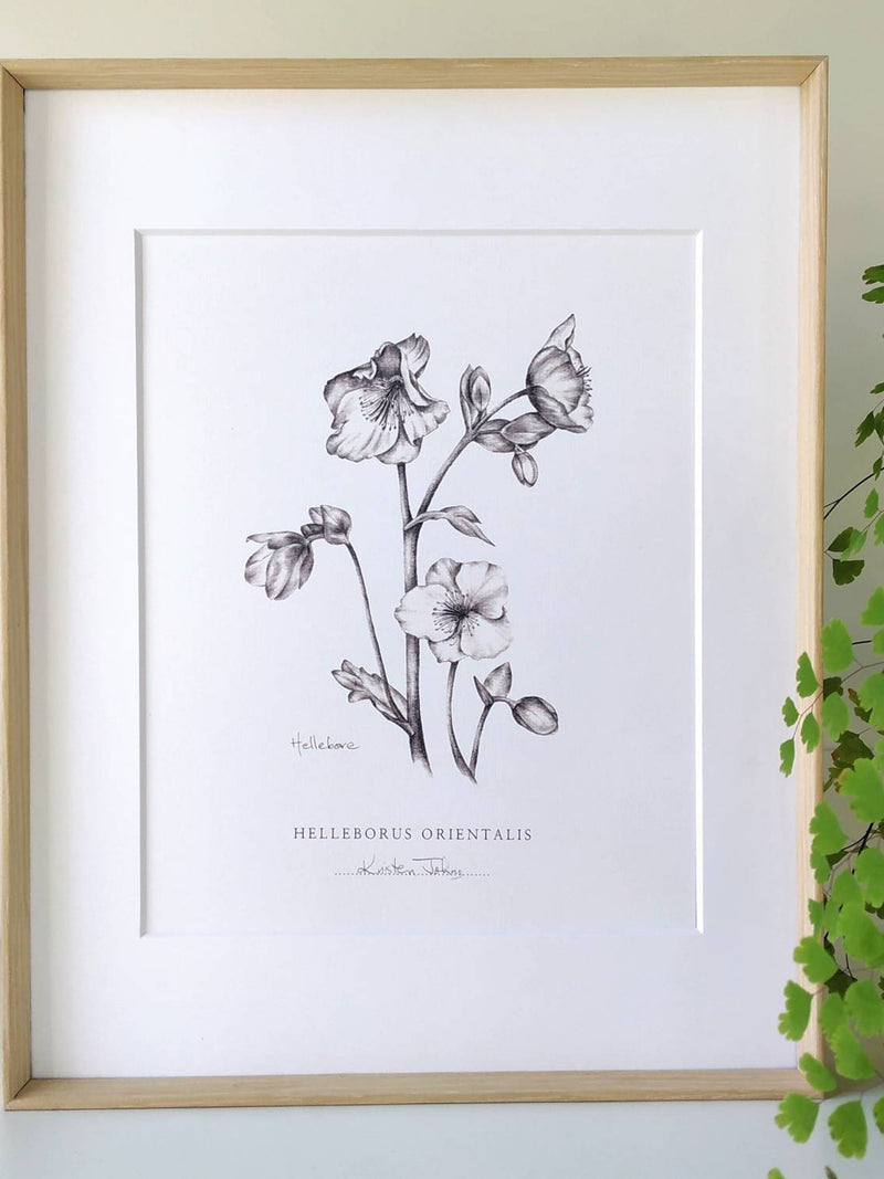 Hellebore Botanical Art print by Kristen Johns, in graphite, wall art for flower lovers and gardeners flower spore